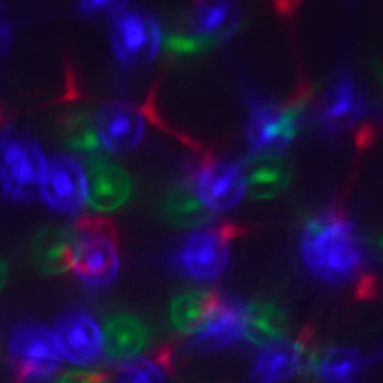 Lampadina led rotante rgb lampada multicolor con attacco E27 illuminazione stroboscopica per feste discoteca - enzoled