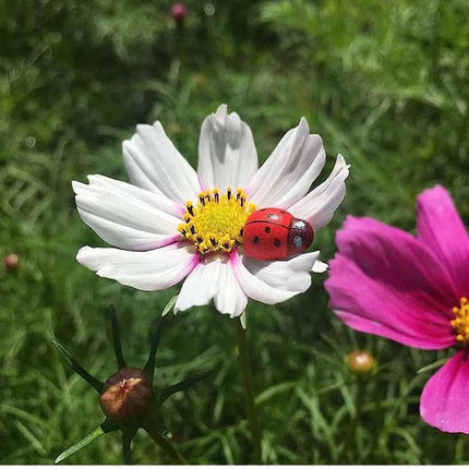 Coccinelle adesive 100 pezzi decorazione biglietti regali bomboniere laurea portafortuna fai da te - enzoled